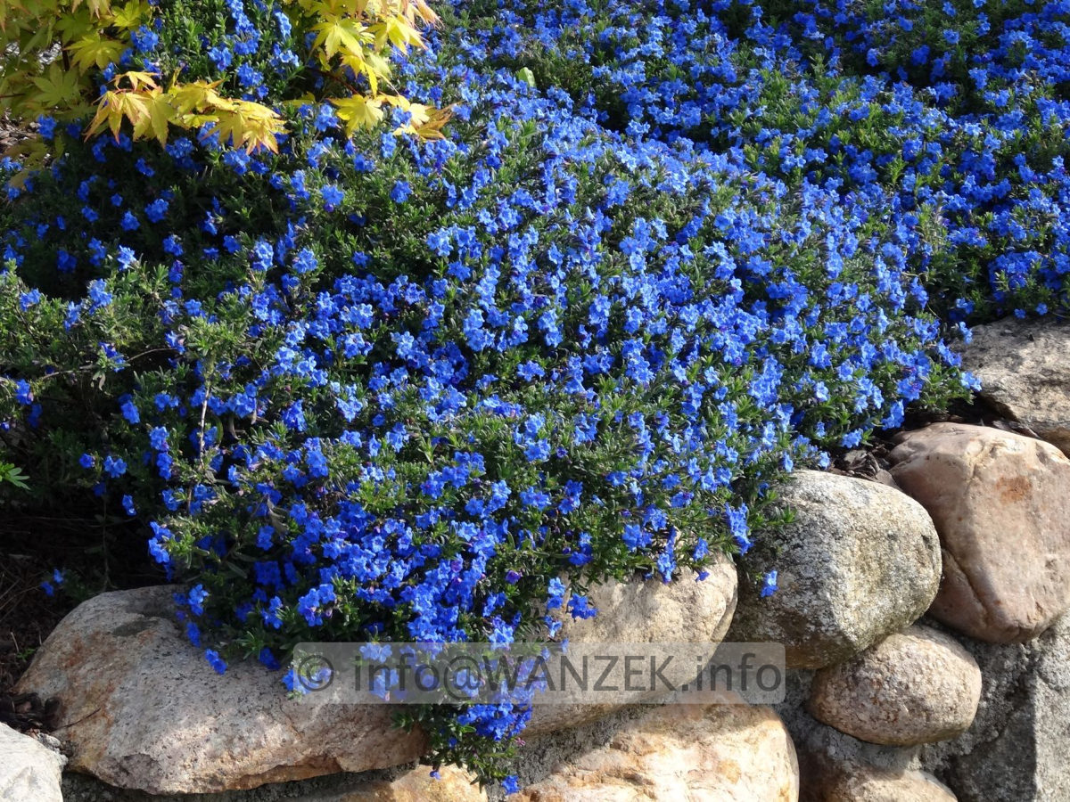 Glandora diffusa Heavenly Blue.jpg